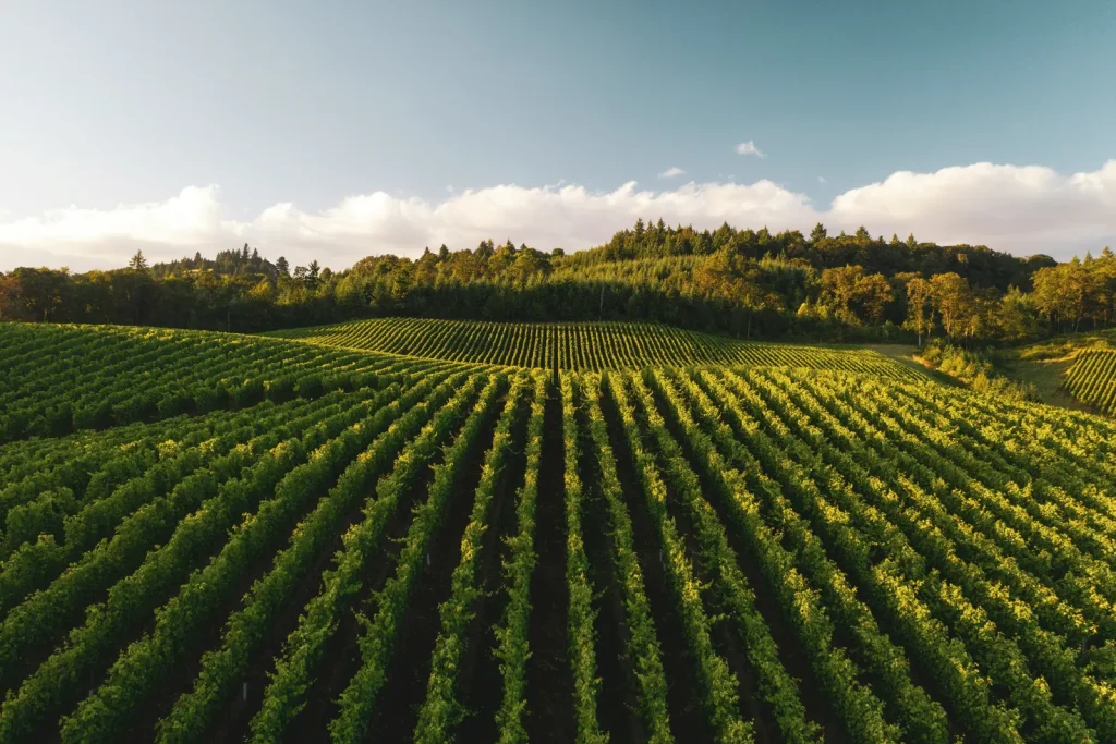 Ruta del Vino VI Región